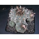 Lophophora williamsii Schaupflanze !!
