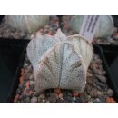 Astrophytum coahuilense Nachzuchtpflanzen ca. 5cm !