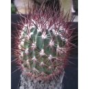 Echinomastus johnsonii var. lutescens  / gro&szlig;...
