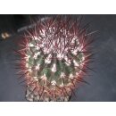 Echinomastus johnsonii var. lutescens  / gro&szlig;...