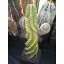Cereus forbesi -spiralis- Schaupflanze !!