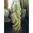 Cereus forbesi -spiralis- Schaupflanze !!