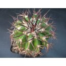 Discocactus latispinus v. major 7cm !