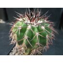 Discocactus latispinus v. major 7cm !