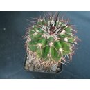 Discocactus latispinus v. major 7cm !