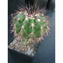 Discocactus latispinus v. major 7cm !
