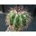 Discocactus latispinus v. major 7cm !