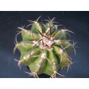 Discocactus spinosior HU205 7,5cm !