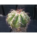 Discocactus spinosior HU205 7,5cm !