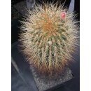 Denmoza rodacantha gro&szlig;e Altpflanze 26cm !