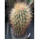 Denmoza rodacantha gro&szlig;e Altpflanze 26cm !