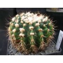 Wigginsia sellowii gro&szlig;e Altpflanze 12cm!!