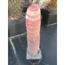 Echinocereus rubrispinus Lau088 gro&szlig; 28,5cm !