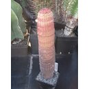 Echinocereus rubrispinus Lau088 gro&szlig; 28,5cm !