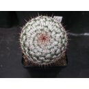 Mammillaria eumorpha TL549  selten und bl&uuml;hf&auml;hig !