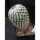 Mammillaria eumorpha TL549  selten und bl&uuml;hf&auml;hig !