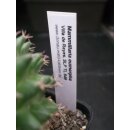 Mammillaria eumorpha TL549  selten und bl&uuml;hf&auml;hig !