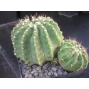 Pseudolobivia rosealilacina 12,5cm !