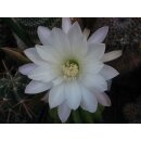 Pseudolobivia rosealilacina 12,5cm !
