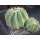 Pseudolobivia rosealilacina 12,5cm !