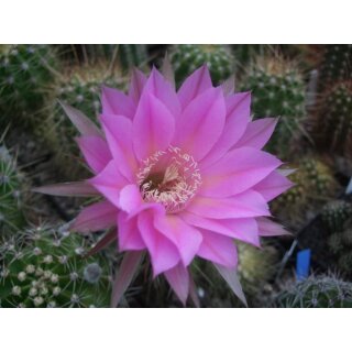 Echinopsis (4608) Hyb.Victoria 1 bl&uuml;hf&auml;hig 5,5cm !!