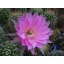 Echinopsis (4608) Hyb.Victoria 1 bl&uuml;hf&auml;hig...
