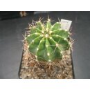 Echinopsis (4608) Hyb.Victoria 1 bl&uuml;hf&auml;hig...