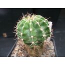Echinopsis (4608) Hyb.Victoria 1 bl&uuml;hf&auml;hig 5,5cm !!