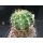 Echinopsis (4608) Hyb.Victoria 1 bl&uuml;hf&auml;hig 5,5cm !!