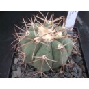 Echinocactus horizonthalonius 6,5cm  WE