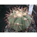 Echinocactus horizonthalonius 6,5cm  WE