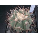 Echinocactus horizonthalonius 6,5cm  WE