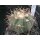 Echinocactus horizonthalonius 6,5cm  WE