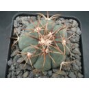 Echinocactus horizonthalonius 5cm  WE