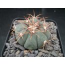 Echinocactus horizonthalonius 5cm  WE