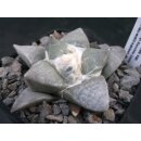 Ariocarpus retusus var. minimus 6,5cm wurzelecht !
