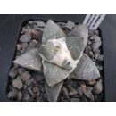 Ariocarpus retusus var. minimus 6,5cm wurzelecht !