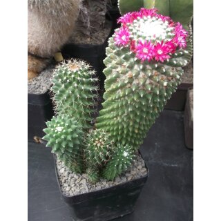 Mammillaria toluca gro&szlig;e Pflanze !!!