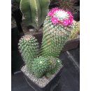 Mammillaria toluca gro&szlig;e Pflanze !!!