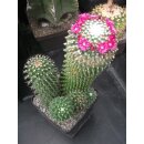 Mammillaria toluca gro&szlig;e Pflanze !!!