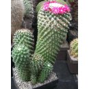Mammillaria toluca gro&szlig;e Pflanze !!!