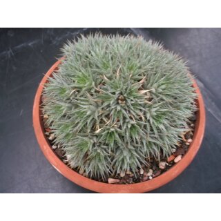 Abromeitiella brevifollia sehr selten !