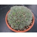 Abromeitiella brevifollia sehr selten !