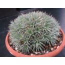 Abromeitiella brevifollia sehr selten !