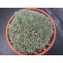 Abromeitiella brevifollia sehr selten !