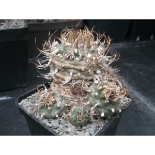 Turbinicarpus schwarzii 10cm wurzelechte Uraltpflanze !!