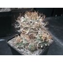 Turbinicarpus schwarzii 10cm wurzelechte Uraltpflanze !!