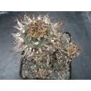 Turbinicarpus schwarzii 10cm wurzelechte Uraltpflanze !!