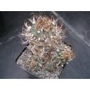 Turbinicarpus schwarzii 10cm wurzelechte Uraltpflanze !!
