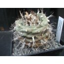 Turbinicarpus schwarzii wurzelechte Altpflanze !!